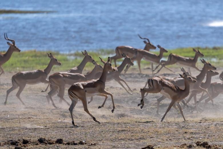 Hotel Jackalberry Chobe Kasane Exterior foto
